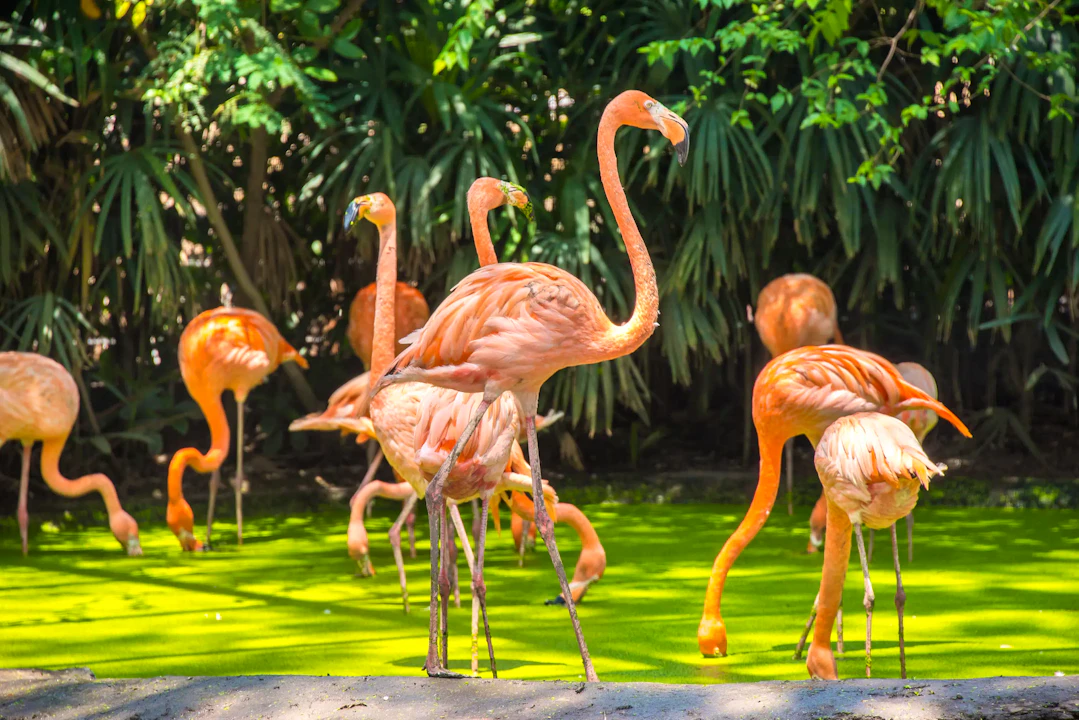 Safari World Bangkok Tickets
